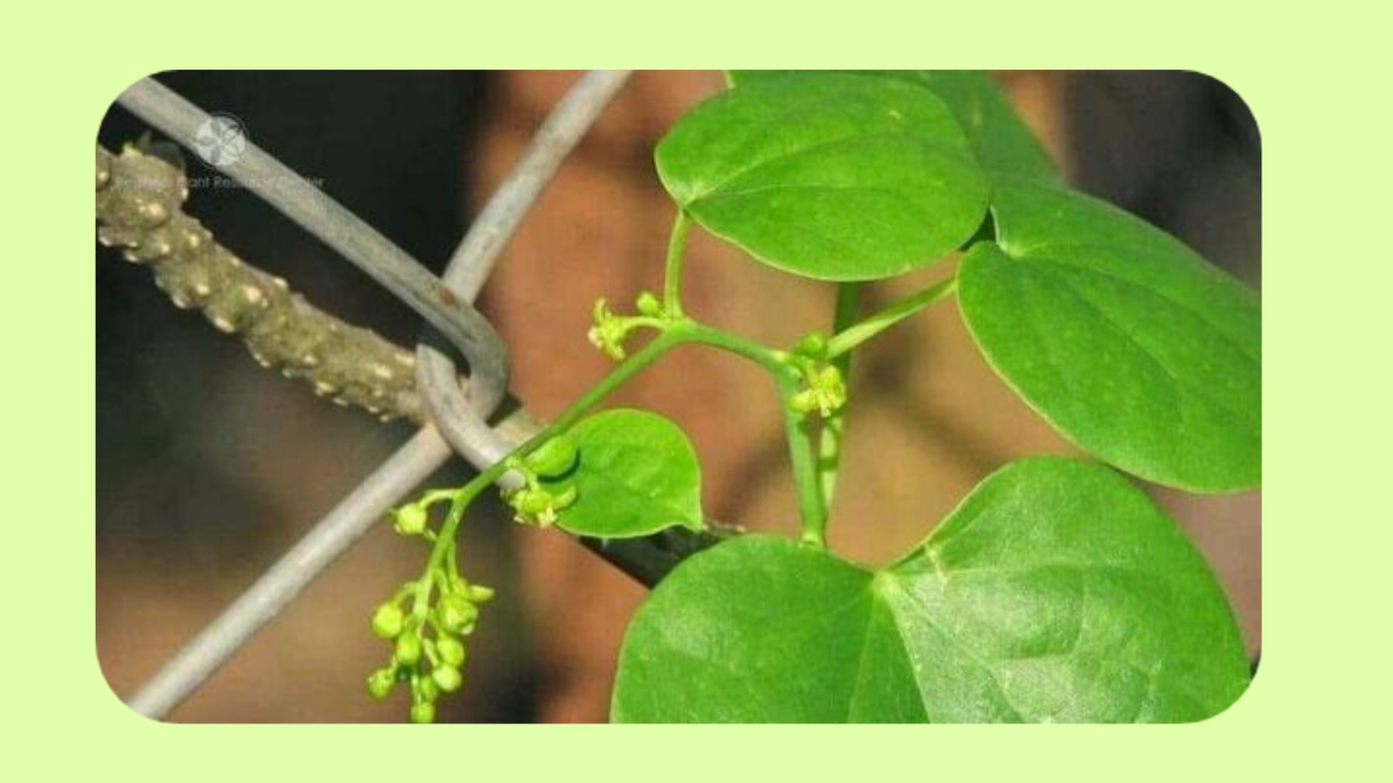 Giloy Juice Benefits