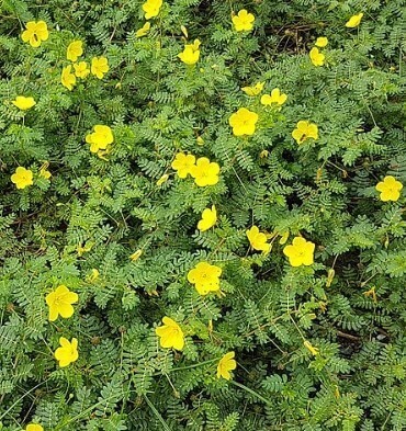 गोखरू के फायदे पुरुषों के लिए