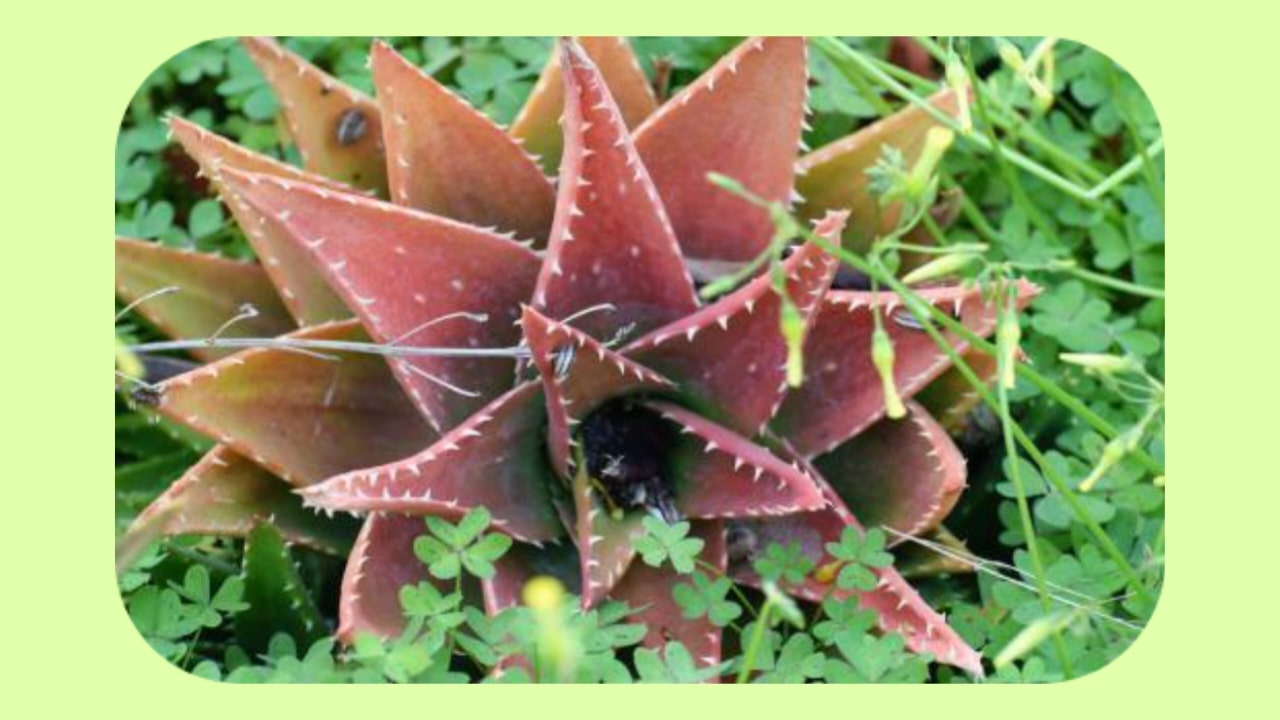Red Aloe Vera vs Green Aloe Vera