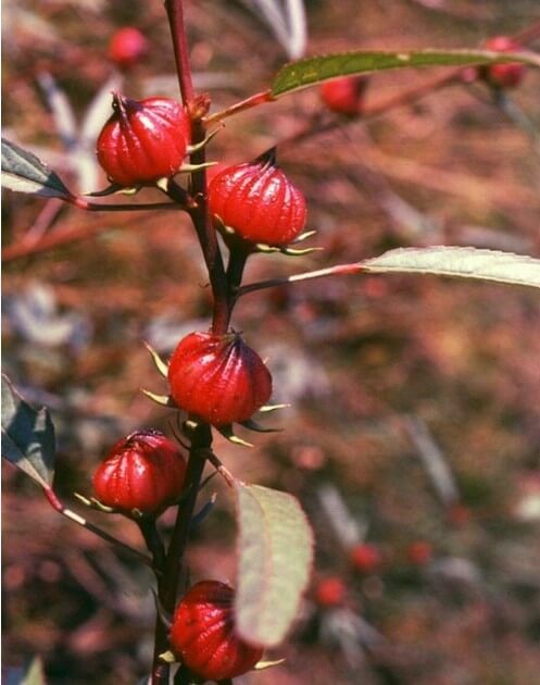 Hibiscus Tea Benefits for Periods