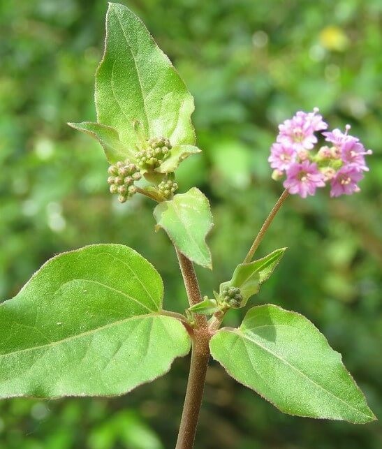 Punarnava Benefits for Liver