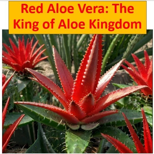 Red Aloe Vera Vs Green Aloe Vera