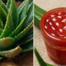 red aloe vera vs green aloe vera