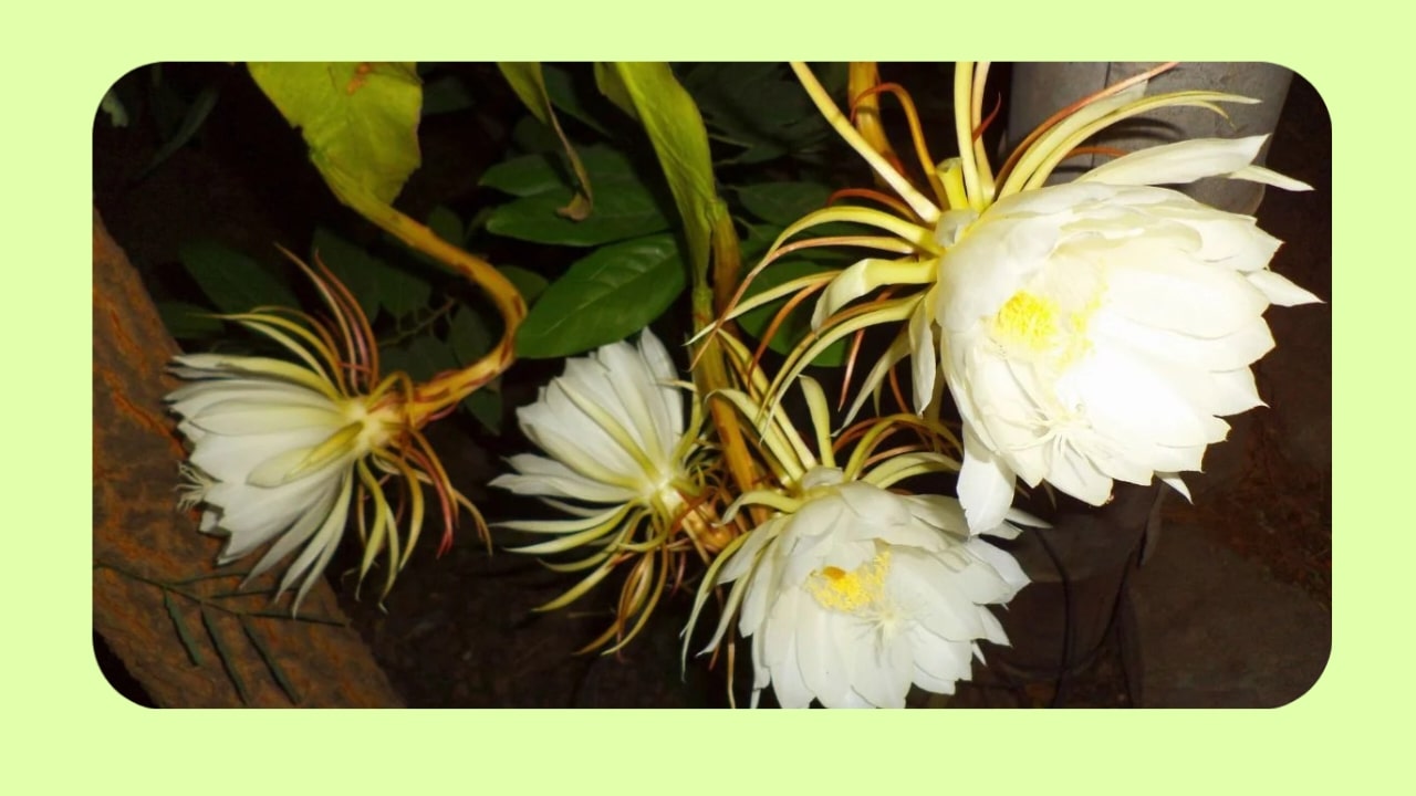 Brahma Kamal Plant Benefits