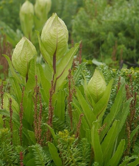 Brahma Kamal Plant Benefits