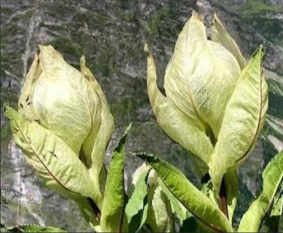 Brahma Kamal Plant Benefits 