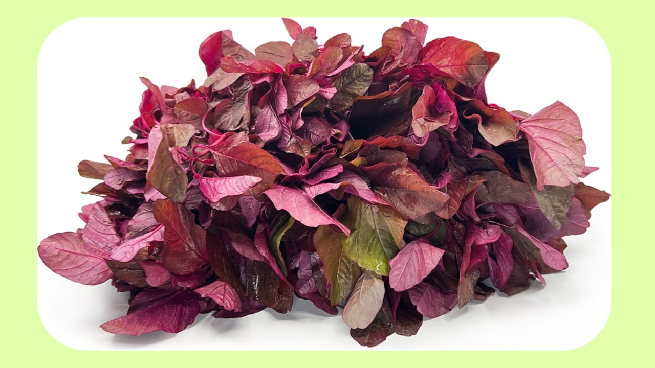 Red Amaranth Leaves Benefits