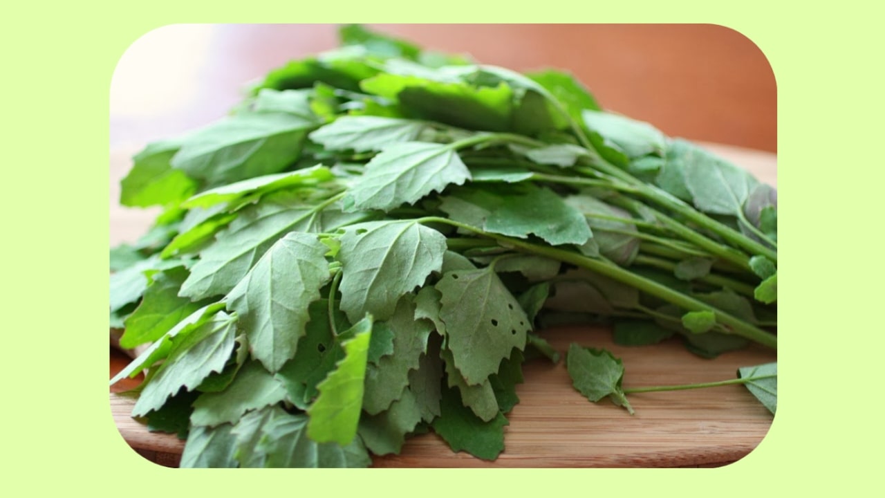 Bathua Leaves Benefits