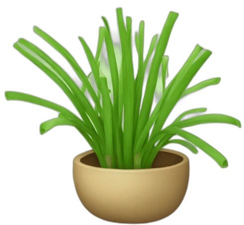 Lemongrass Benefits in Pregnancy 