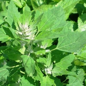Bathua Leaves Benefits: The Joy of Winter Health - Healthy Nutrition