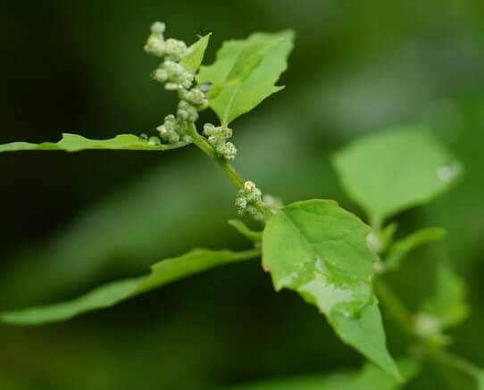 bathua leaves benefits 