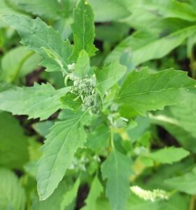 Bathua Leaves Benefits: The Joy of Winter Health - Healthy Nutrition