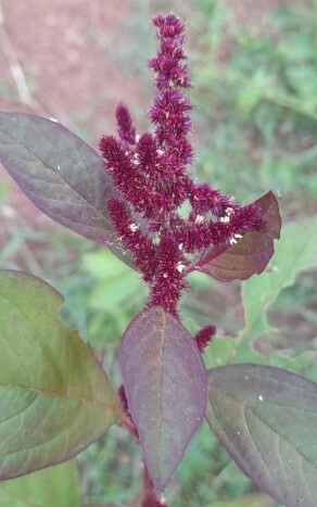 red amaranth leaves benefits 