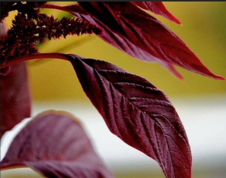 red amaranth leaves benefits