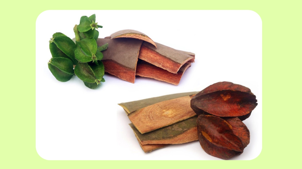 Arjun Chaal Powder