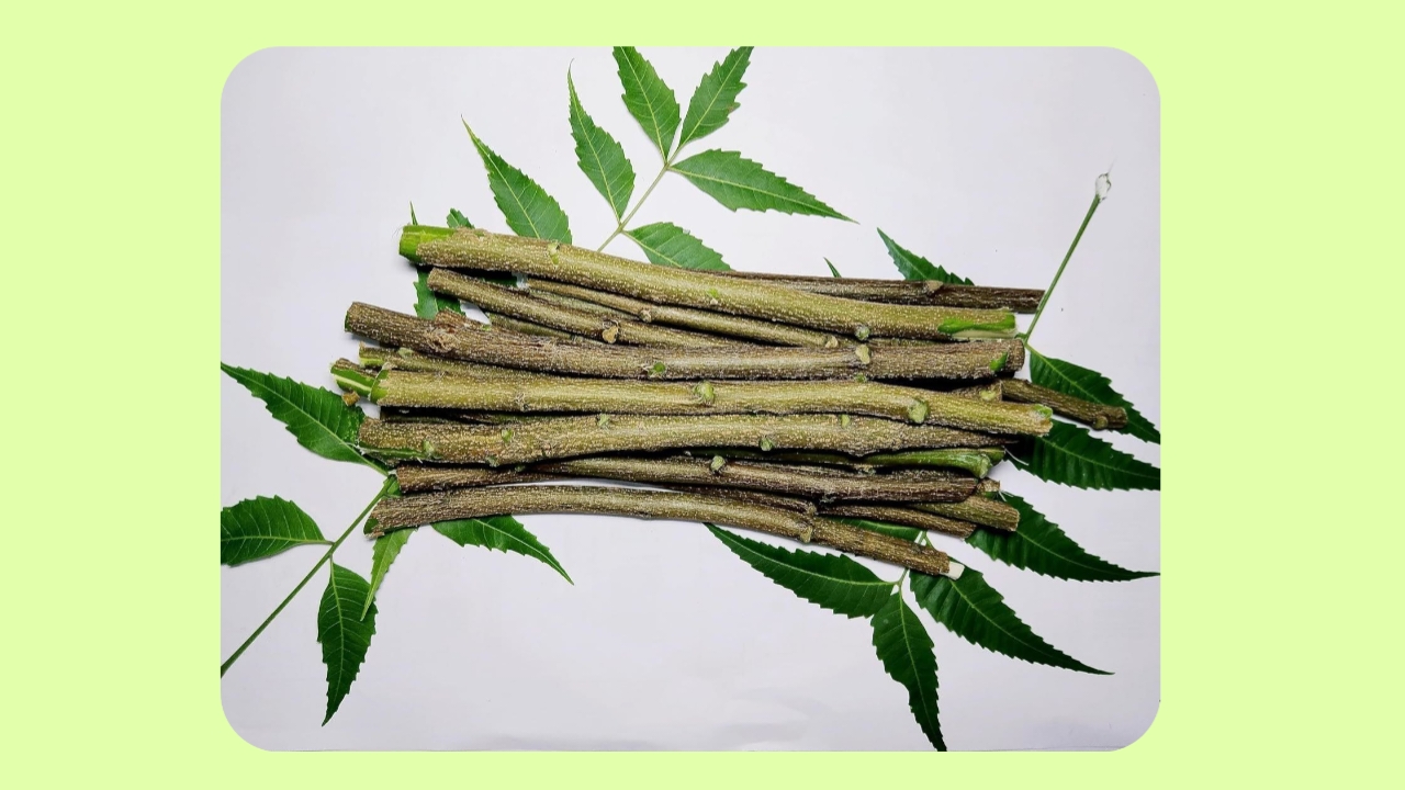 Neem Datun Benefits
