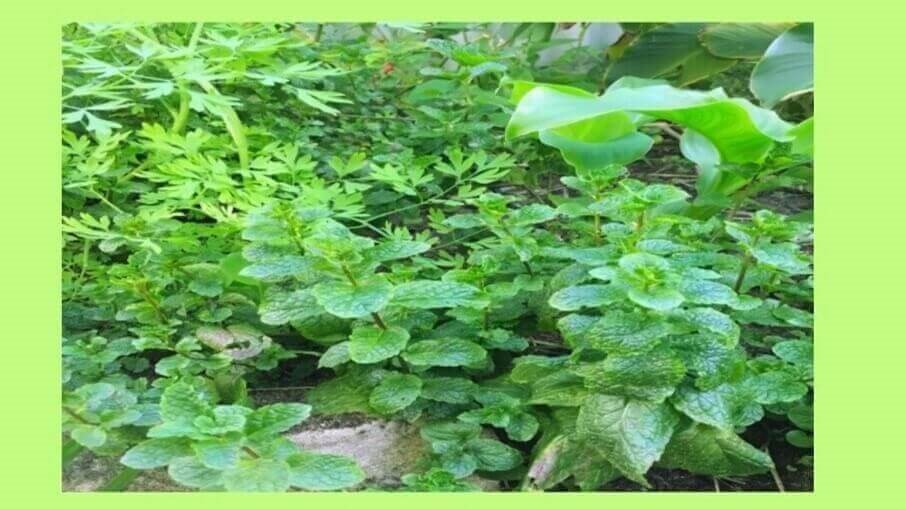 Best Ayurvedic Herbs for Daily Use