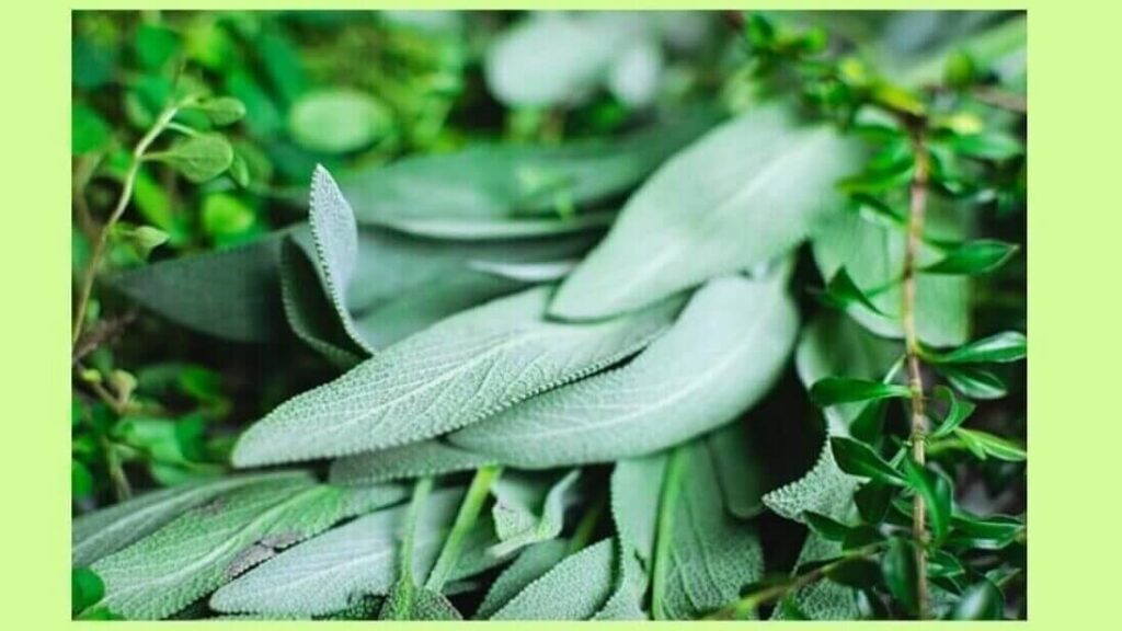 Different Kind of herbs