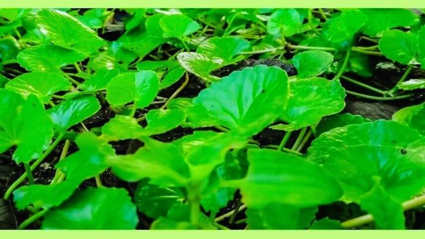 Gotu Kola