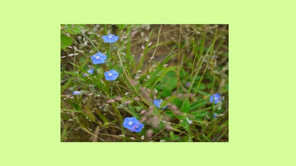 Best Ayurvedic Herbs for Daily Use - Shankhpushpi
