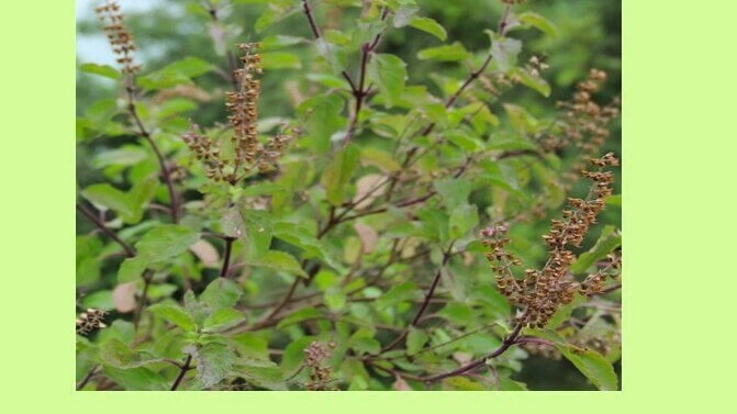 Tulsi (Holy Basil)