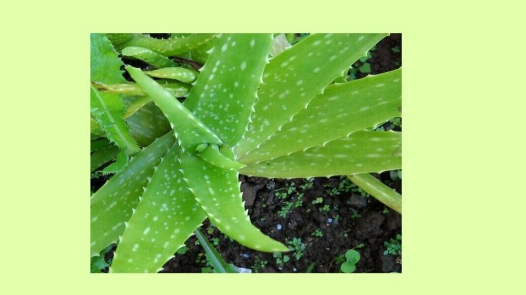 Aloe Vera
