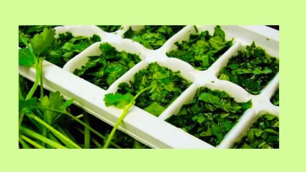 Can you freeze fresh herbs