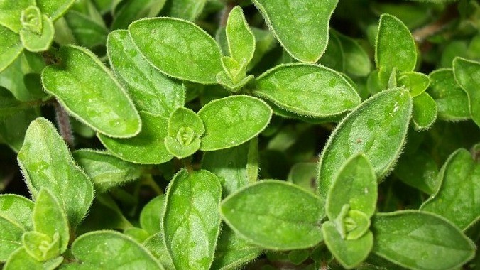 Oregano Herb