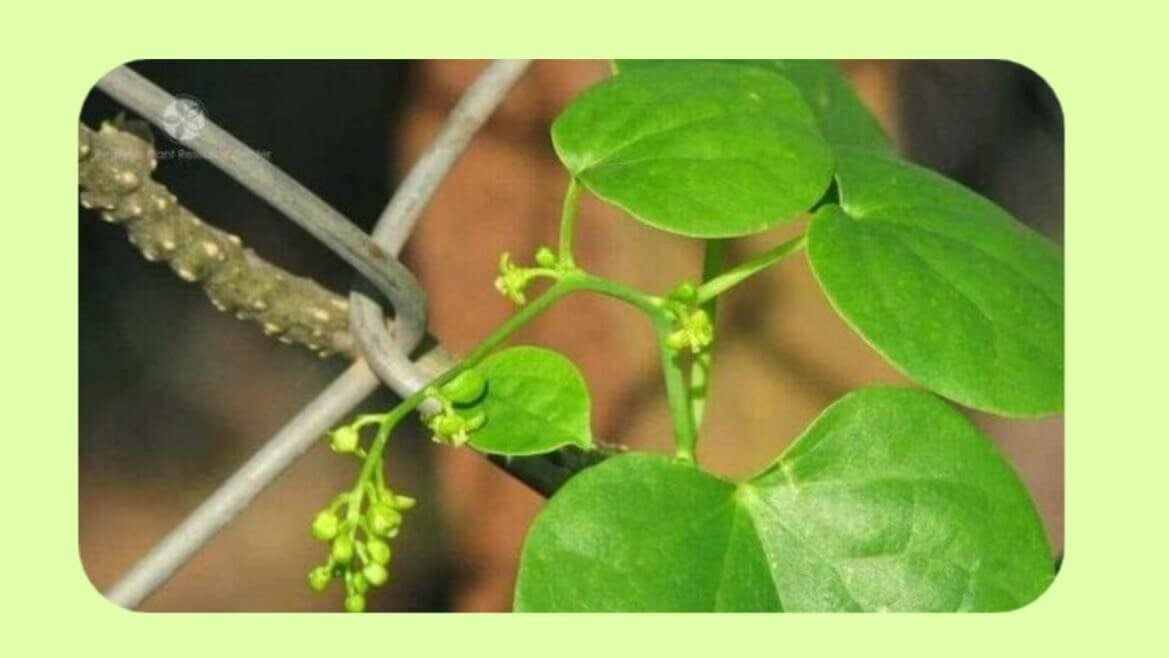 Giloy Juice Benefits